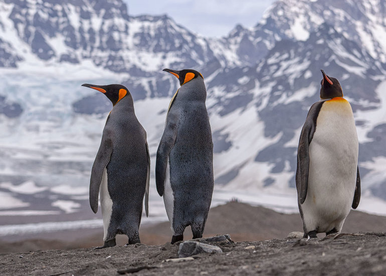 Wildlife & Photography talk about Antarctica