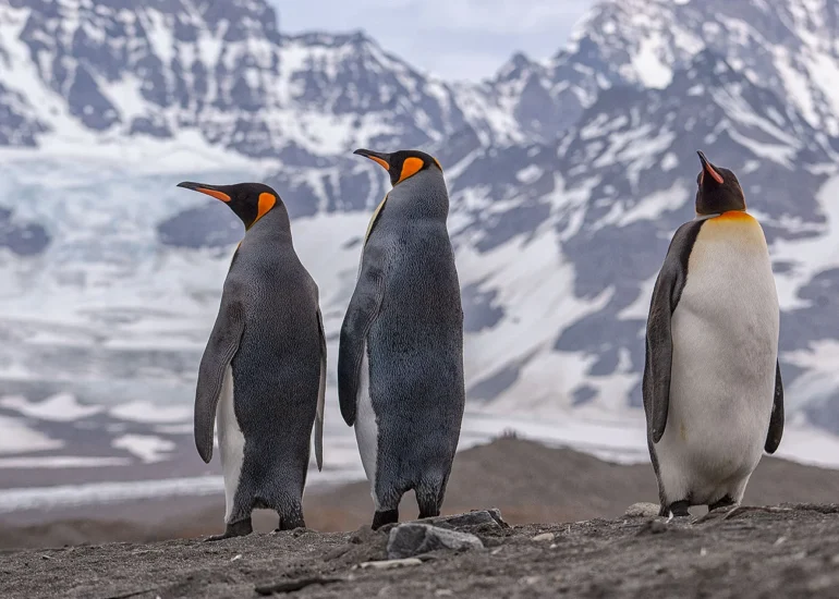 Wildlife & Photography talk about Antarctica